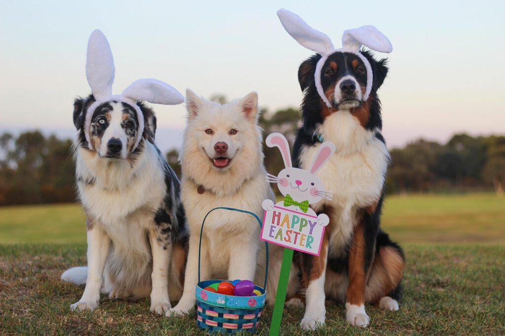 australian shepherd, aussie, shepherd, blue merle, blue eye, easter, happy easter, easter egg hunt, nature, eggs, rabbit, easter bunny, pet, canine, cute, dog, animal, finnish lapphund, white, fluffy, eastercollection