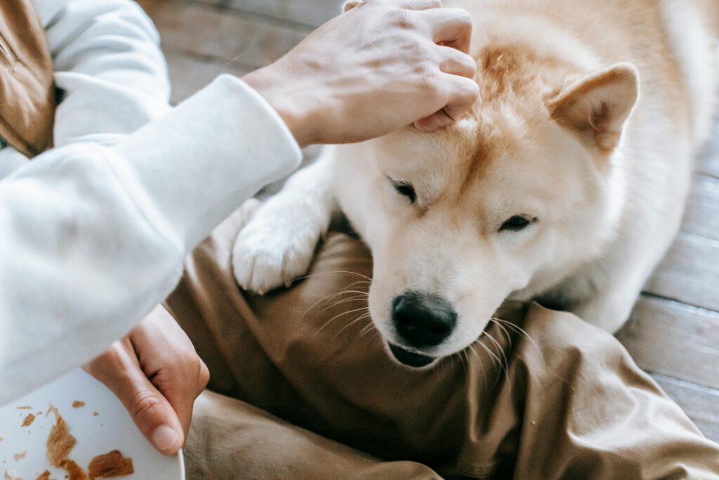 A loving moment between a person and a pet Akita dog indoors, showcasing affection and companionship.