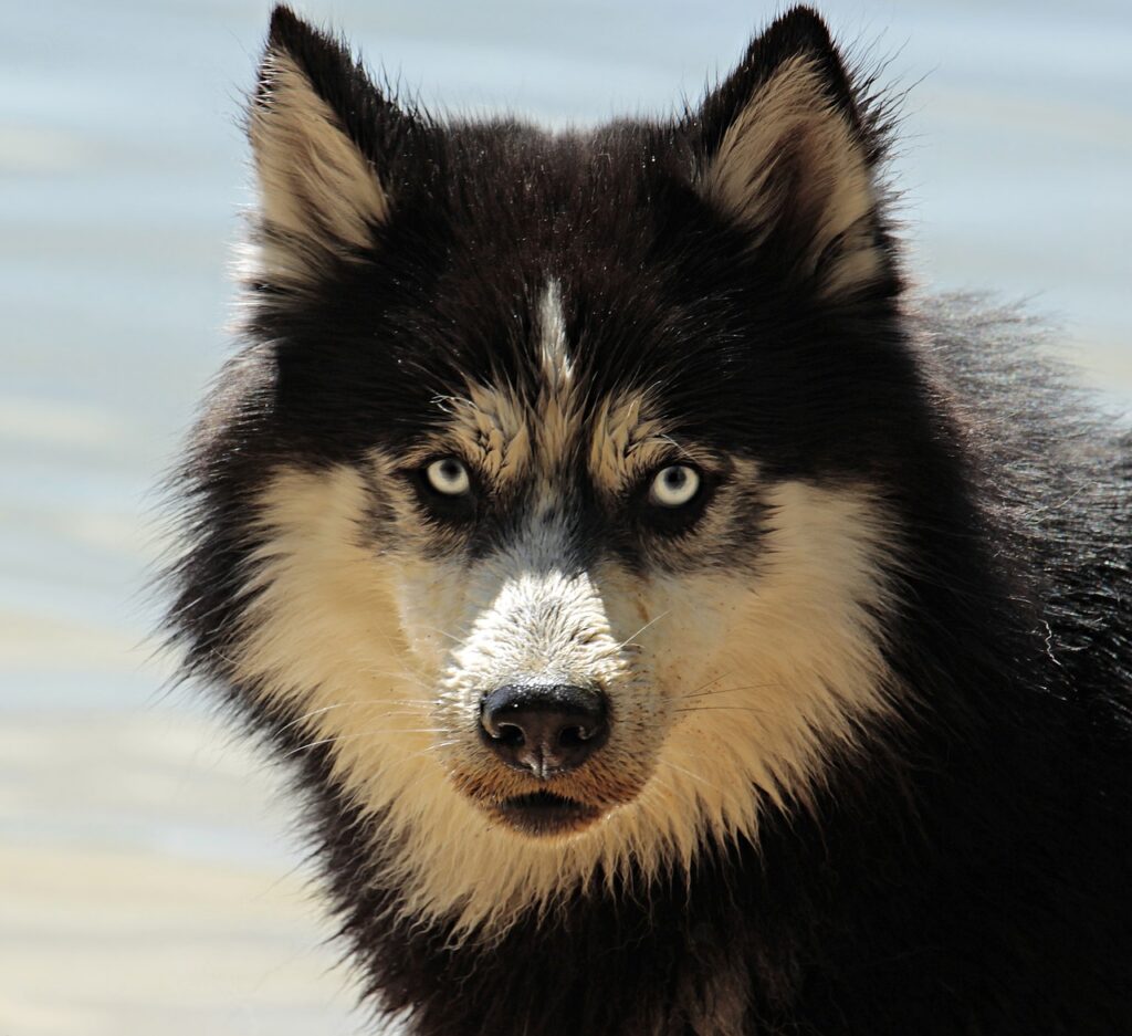 husky, dog, pet, malamute, canine, animal, fur, snout, mammal, dog portrait, animal world, dog breed, nature, dog, dog, dog, dog, dog