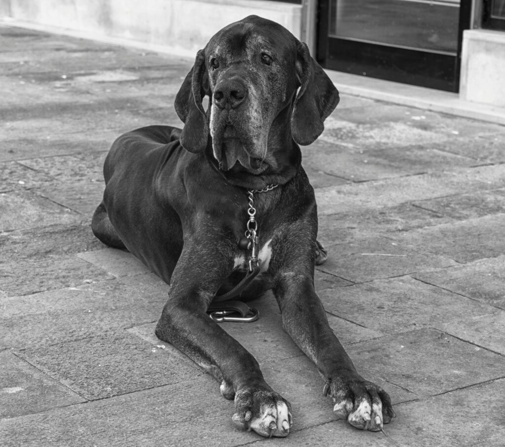 pexels-photo-10051245-10051245 Large Dog Breed