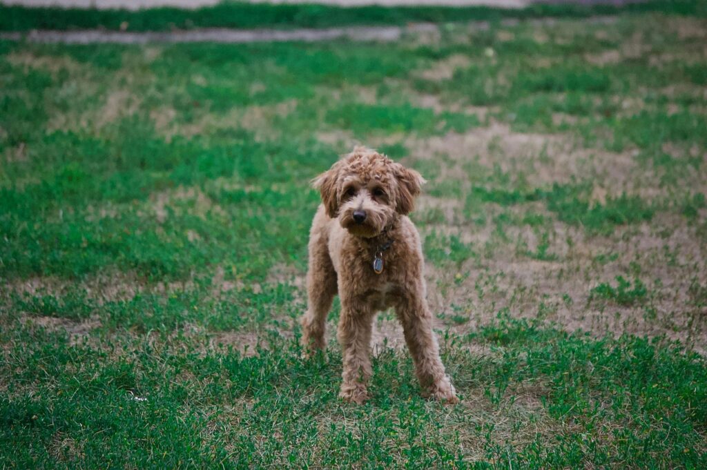 pexels-photo-1485726-1485726 Charming poodle puppy enjoying the outdoors on a lush green lawn.