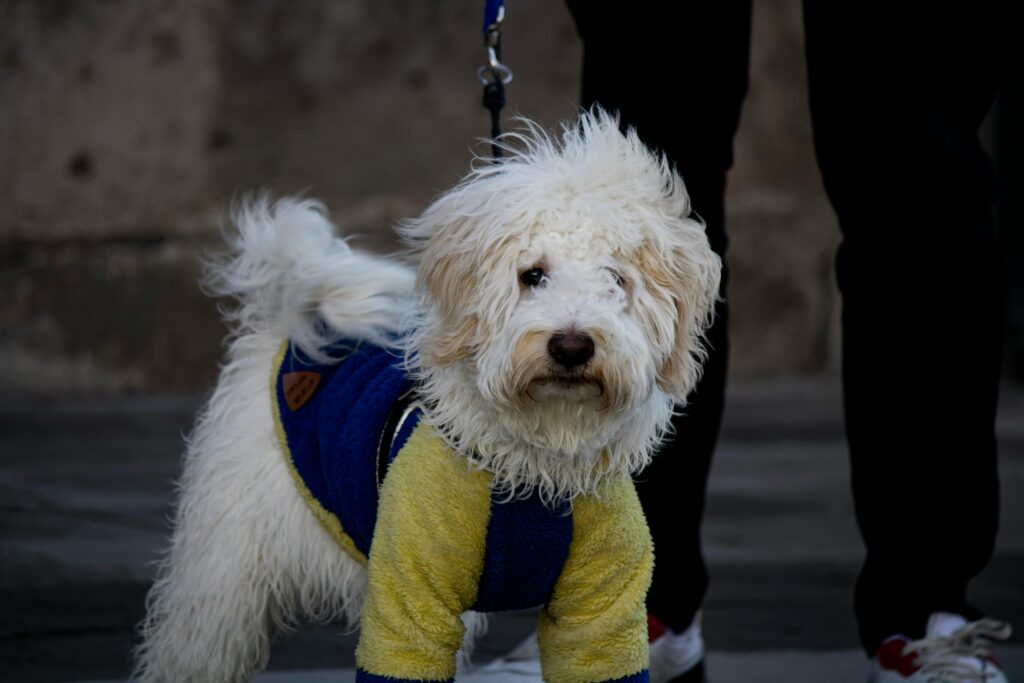 pexels-photo-15263132-15263132 Doodle Breeds