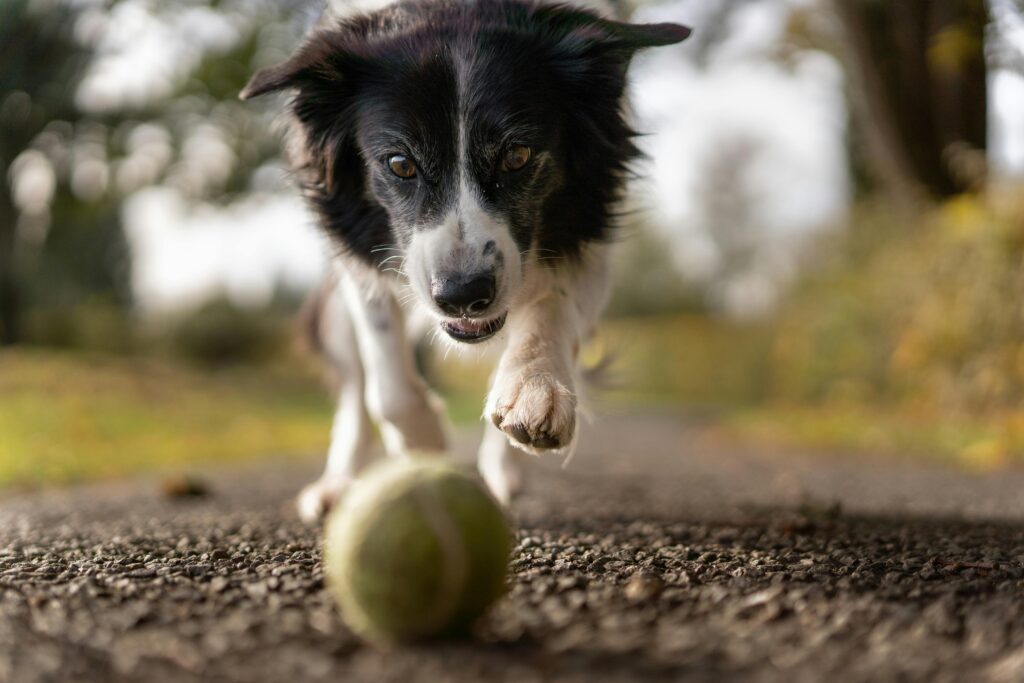 pexels-photo-1562983-1562983 A lively Border Collie in motion chasing a tennis ball on a gravel path, surrounded by nature.
