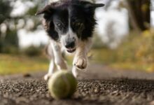 A lively Border Collie in motion chasing a tennis ball on a gravel path, surrounded by nature.