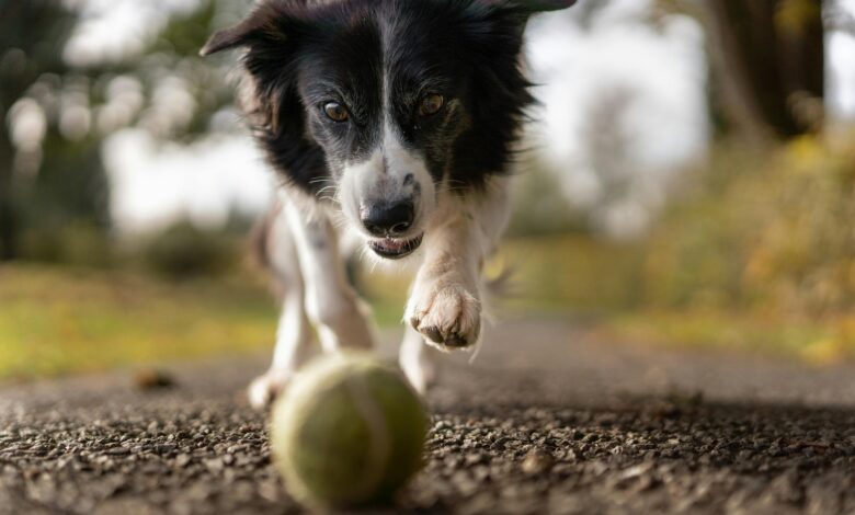 A lively Border Collie in motion chasing a tennis ball on a gravel path, surrounded by nature.
