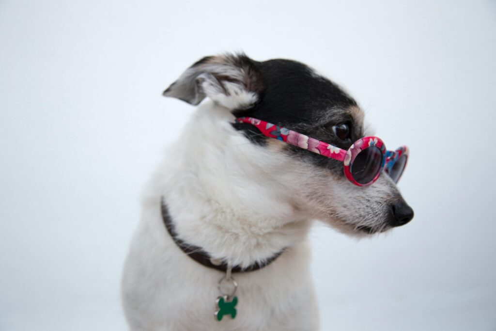Adorable Jack Russell wearing stylish floral sunglasses, side profile view.