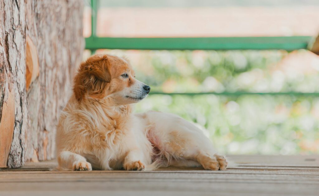 pexels-photo-1635184-1635184 Crossbreeds