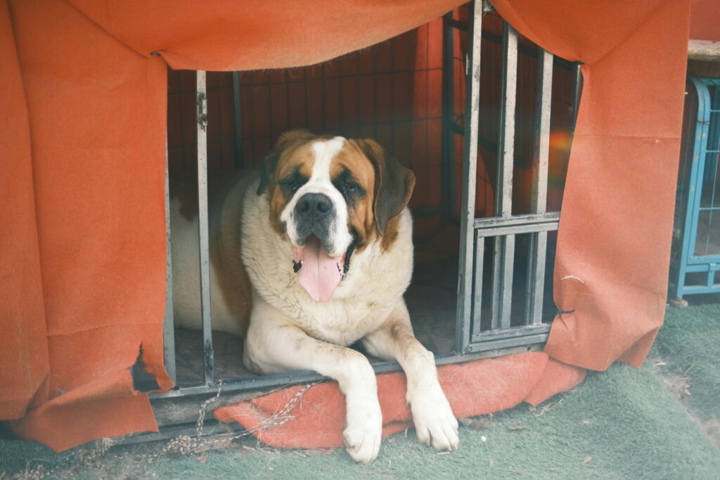 pexels-photo-16465602-16465602 Saint Bernard dog lying inside a shelter, showing its calm and gentle nature.