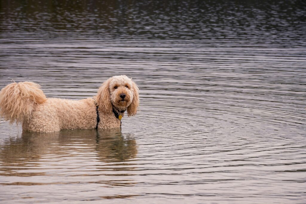 pexels-photo-1690850-1690850 A Goldendoodle stands in the serene waters of a lake in Stanley, Idaho.