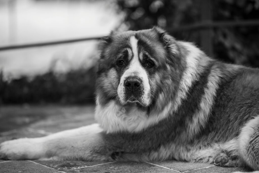 pexels-photo-18795781-18795781 Giant Dog Breed