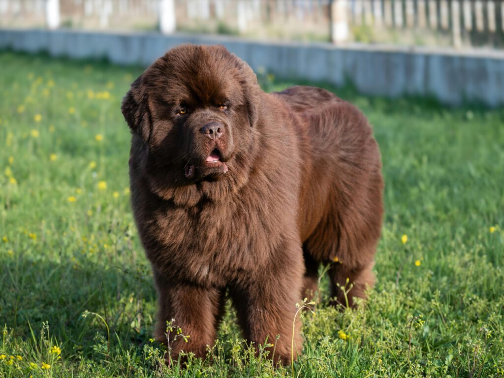 pexels-photo-21952861-21952861 Majestic brown Newfoundland dog standing in a lush green meadow during daylight.