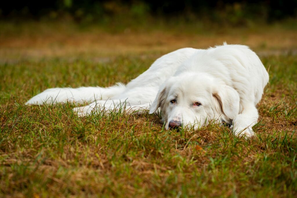 pexels-photo-28381576-28381576-1 Calm white dog resting on a grassy field during daytime outdoors.