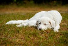Calm white dog resting on a grassy field during daytime outdoors.