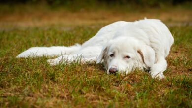 Calm white dog resting on a grassy field during daytime outdoors.