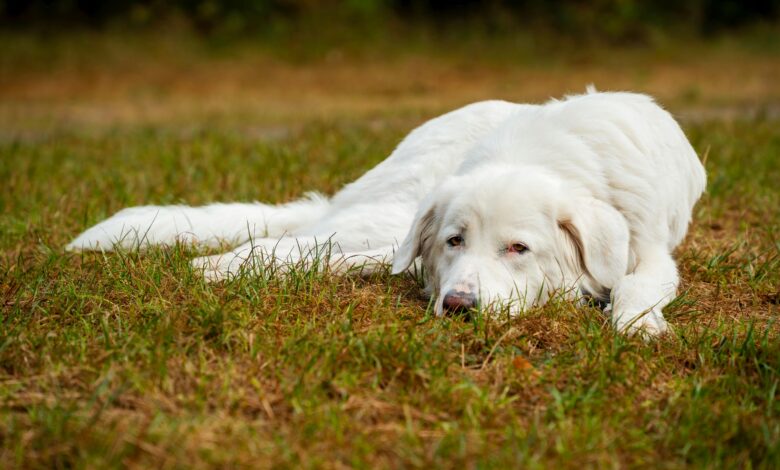 Calm white dog resting on a grassy field during daytime outdoors.