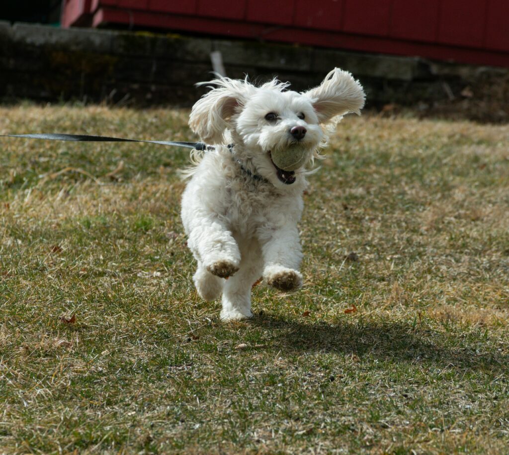 pexels-photo-31024735-31024735 A white fluffy dog joyfully runs with a tennis ball in its mouth on a grassy field.