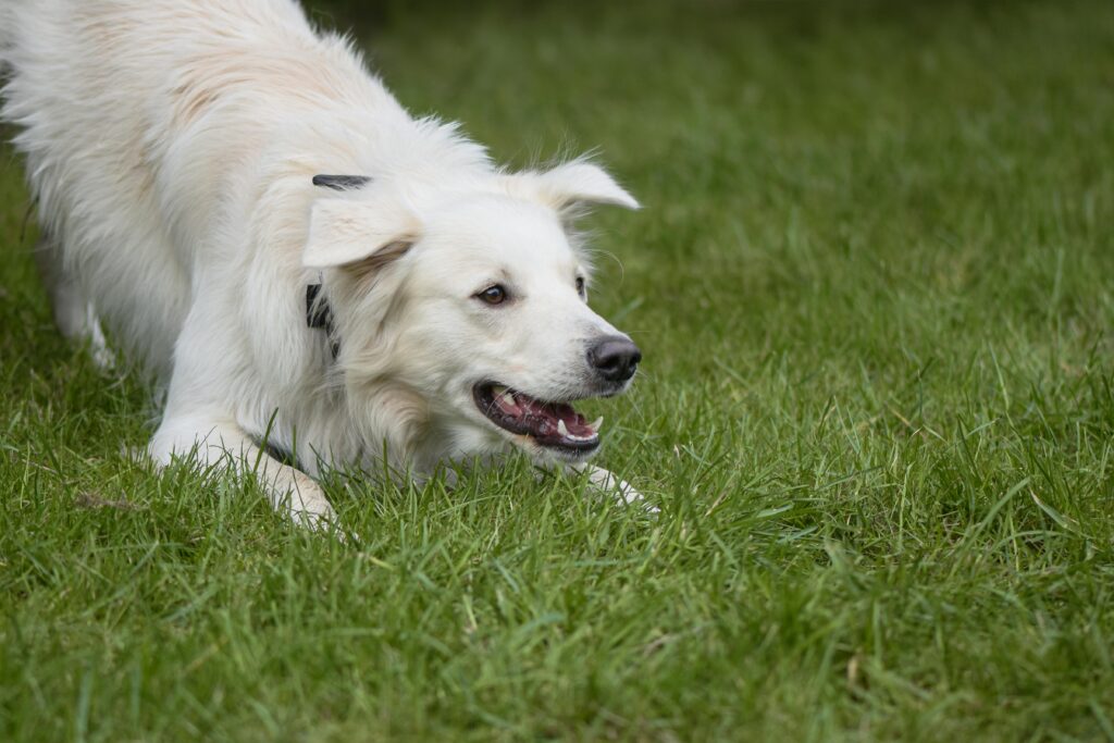 pexels-photo-31627966-31627966 A playful white dog crouching excitedly on a green grass lawn outdoors.