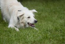 A playful white dog crouching excitedly on a green grass lawn outdoors.
