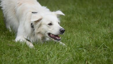 A playful white dog crouching excitedly on a green grass lawn outdoors.