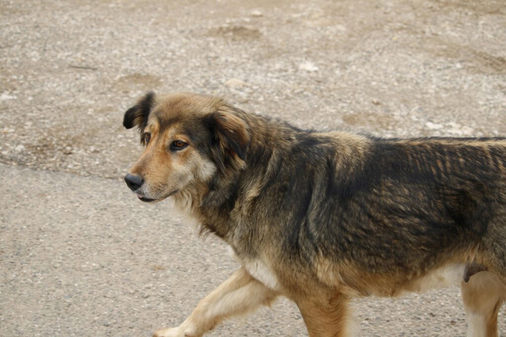 pexels-photo-32132422-32132422 Stray dogs in tirana
