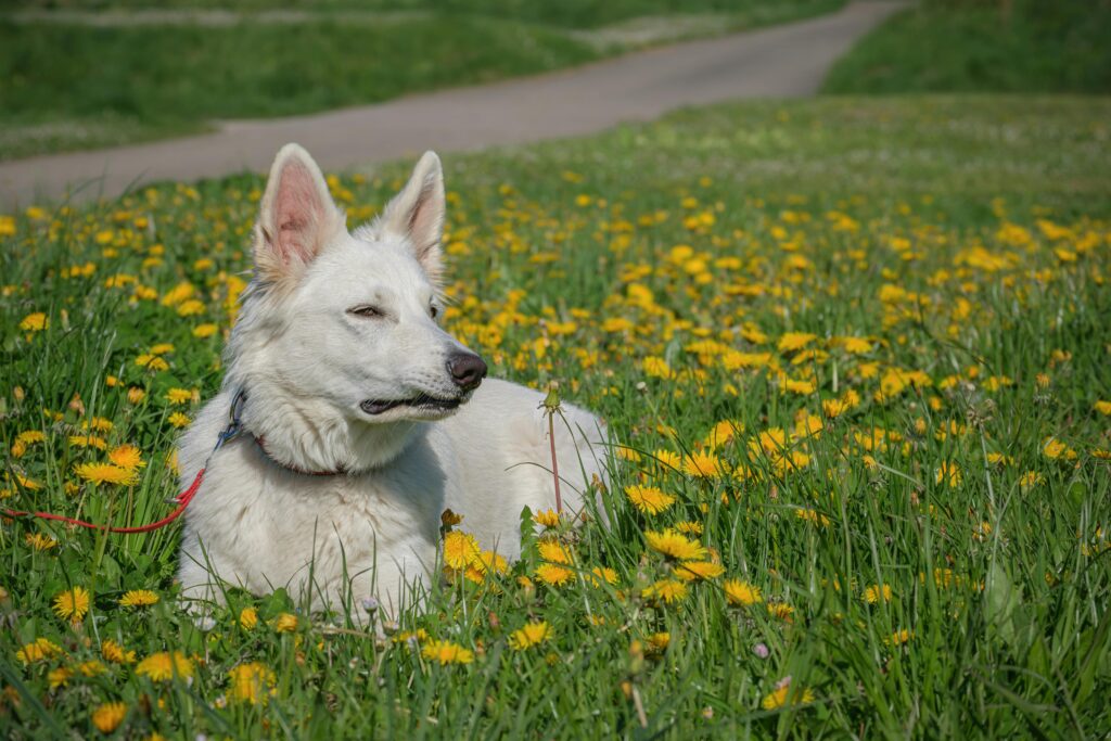 pexels-photo-32153660-32153660 A beautiful white shepherd dog relaxing in a vibrant field of yellow dandelions on a sunny day.