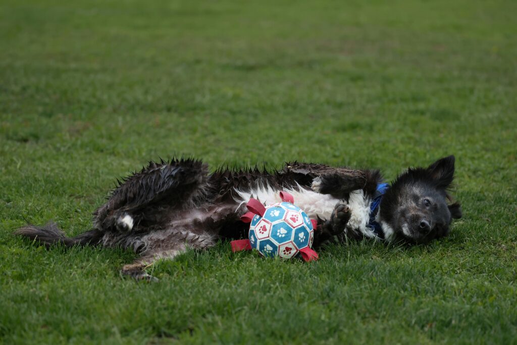 pexels-photo-32190322-32190322 Medium Dog Breeds