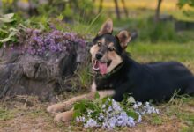Playful dog lying on the grass surrounded by purple flowers, enjoying the sunny day.