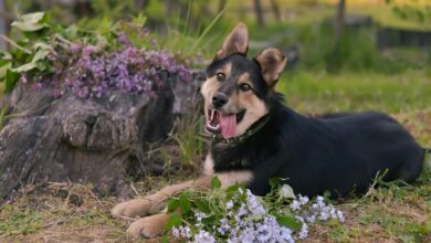 Playful dog lying on the grass surrounded by purple flowers, enjoying the sunny day.