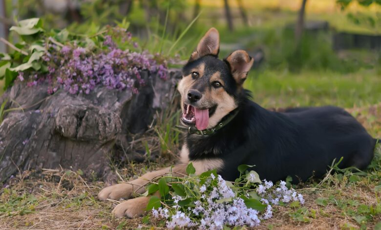Playful dog lying on the grass surrounded by purple flowers, enjoying the sunny day.