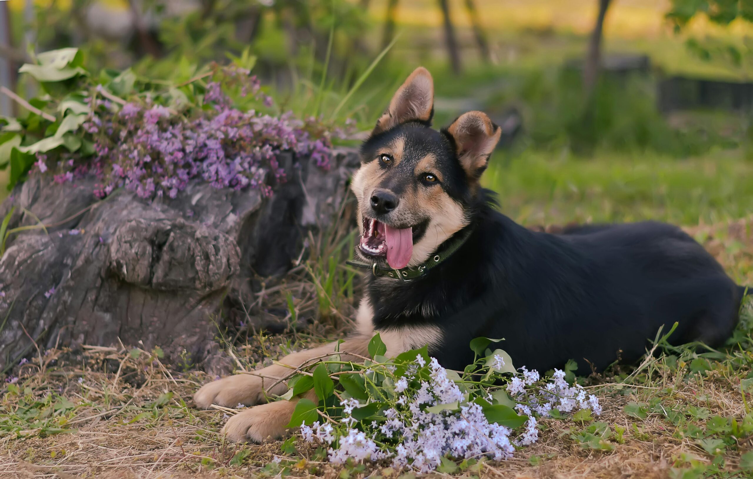 Playful dog lying on the grass surrounded by purple flowers, enjoying the sunny day.