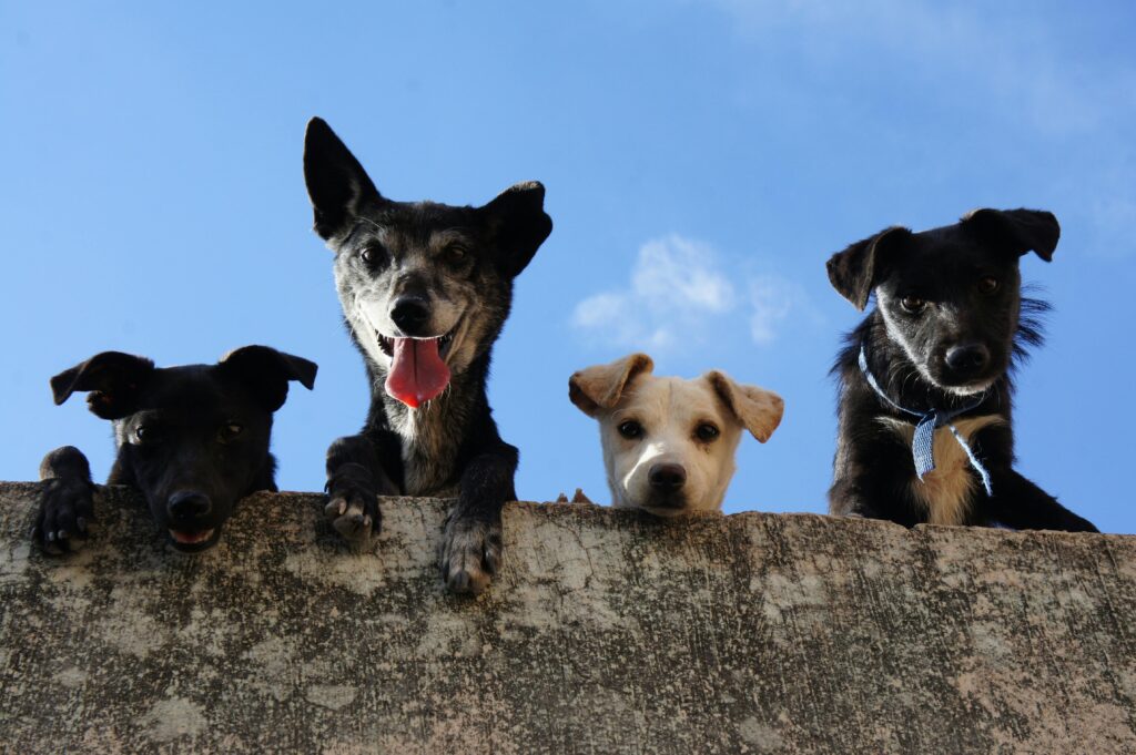 pexels-photo-3628100-3628100 Four playful dogs peek over a wall against a clear blue sky in Mexico.