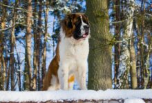 Saint Bernard dog stands in a snowy forest, capturing winter's essence with majestic presence.