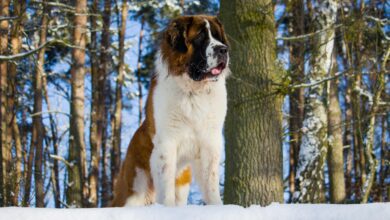 Saint Bernard dog stands in a snowy forest, capturing winter's essence with majestic presence.