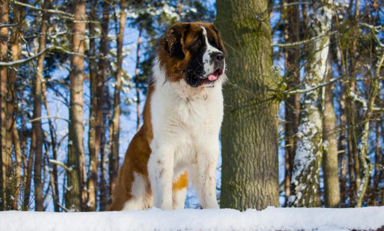 Saint Bernard dog stands in a snowy forest, capturing winter's essence with majestic presence.