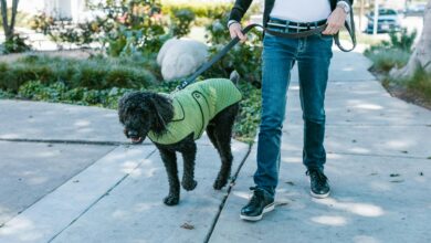 Casually dressed person walking a dog in a green jacket on a sunny day sidewalk.