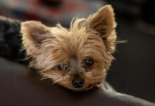 Adorable close-up of a Yorkshire Terrier puppy resting on a couch at home.