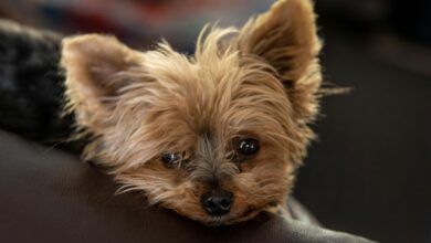 Adorable close-up of a Yorkshire Terrier puppy resting on a couch at home.