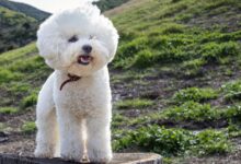 A fluffy Bichon Frise dog standing on a tree stump in a rural landscape.