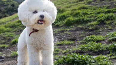A fluffy Bichon Frise dog standing on a tree stump in a rural landscape.