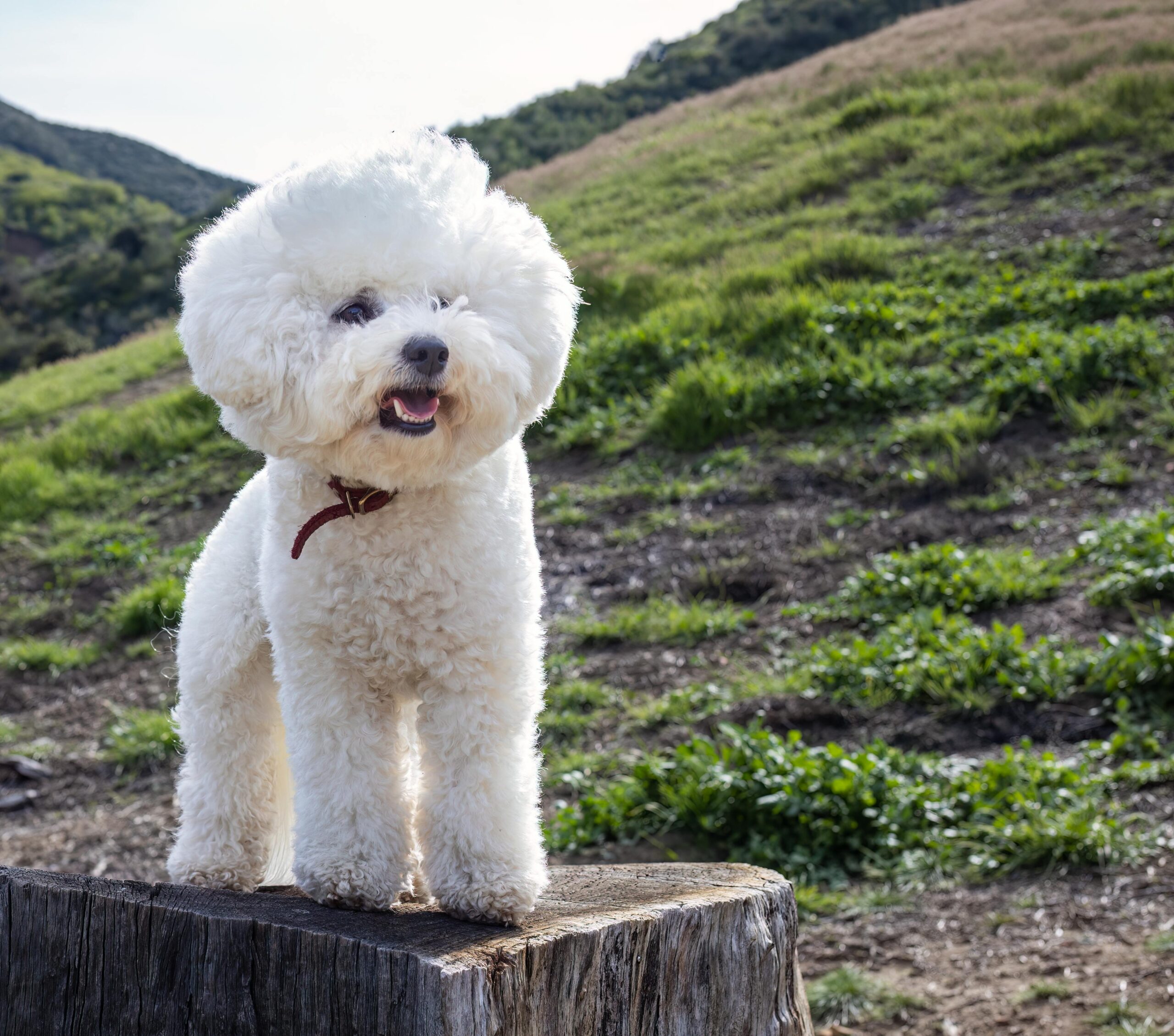 A fluffy Bichon Frise dog standing on a tree stump in a rural landscape.