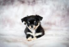 Black Tri Chihuahua Puppy