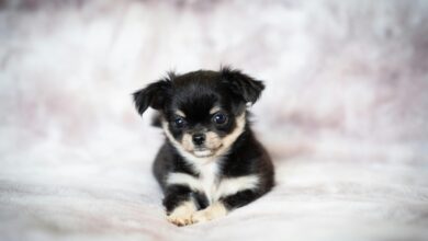 Black Tri Chihuahua Puppy