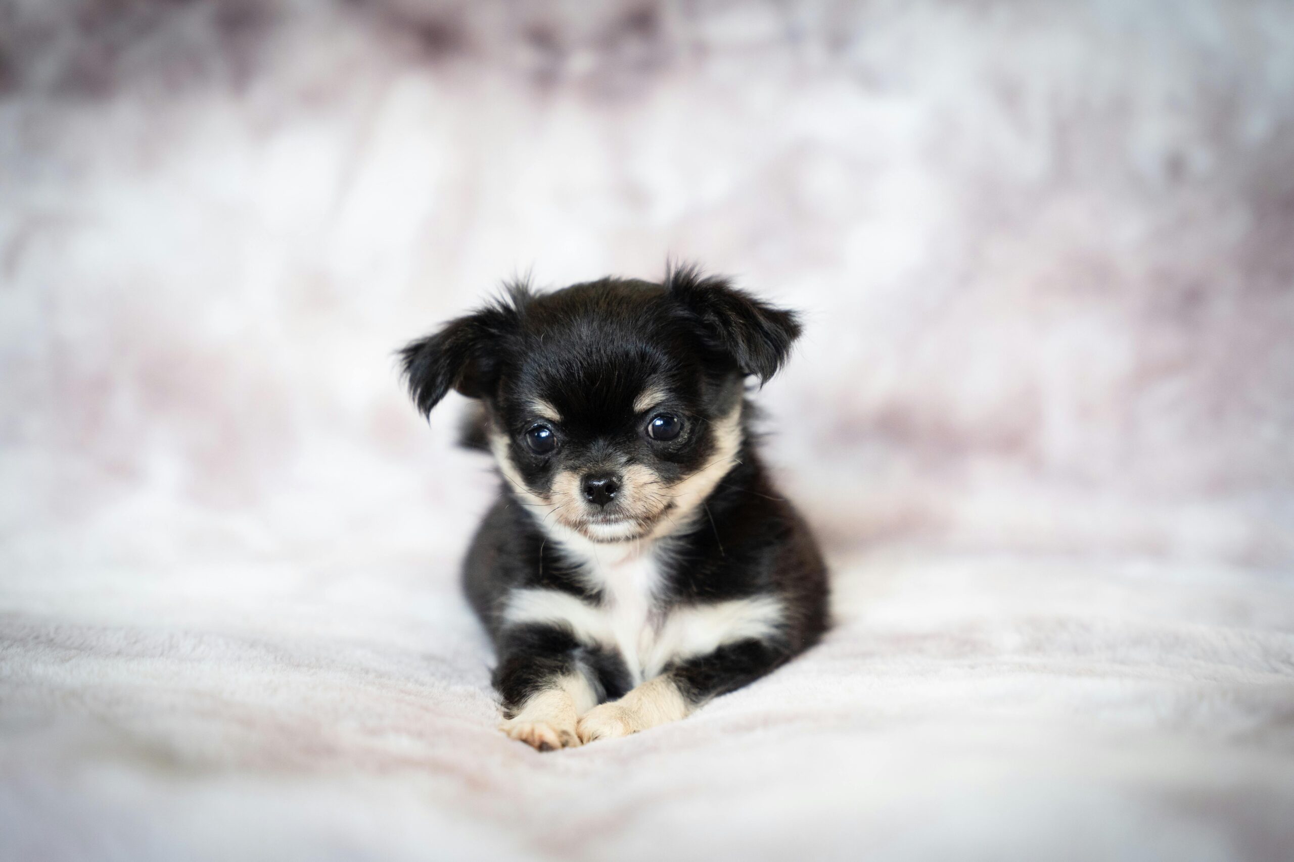 Black Tri Chihuahua Puppy