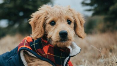 Cute Goldendoodle puppy wearing a plaid jacket in a fall outdoor setting. Perfect for pet lovers.