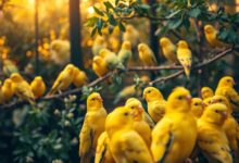 Canary breeds