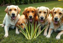 can dogs eat asparagus