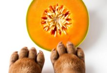can dogs eat cantaloupe