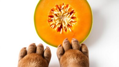 can dogs eat cantaloupe